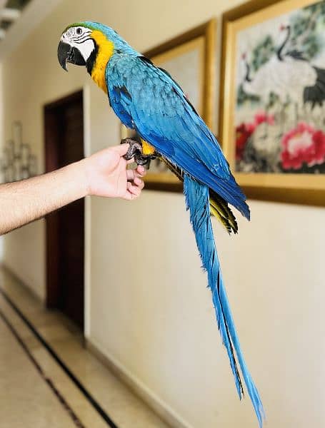 Blue and gold macaw 4