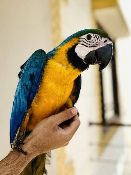 Blue and gold macaw 5
