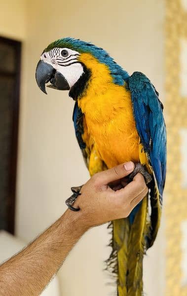 Blue and gold macaw 6