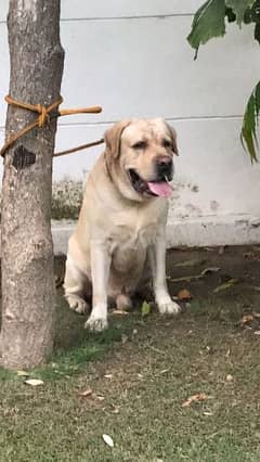 Labrador male for sale