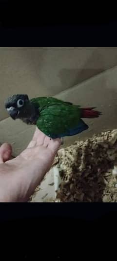 Any type of parrots hand tame or fly tame 0