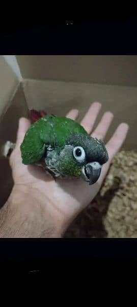 Any type of parrots hand tame or fly tame 1