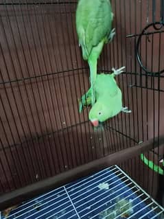 3 parrot with cage