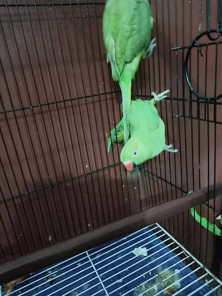 3 parrot with cage 0