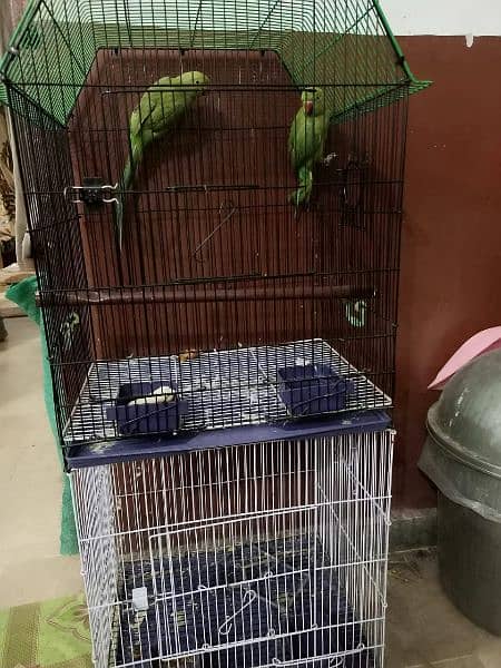 3 parrot with cage 2
