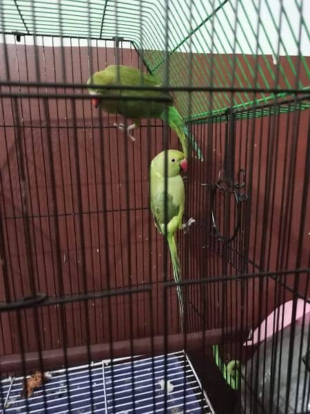 3 parrot with cage 3