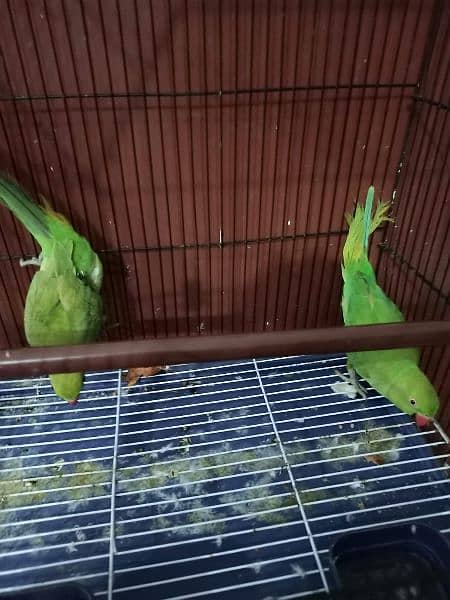 3 parrot with cage 6