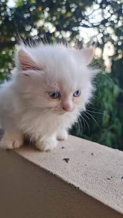 one month old kitten Persian up for sale
