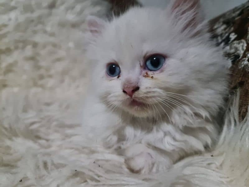 one month old kitten Persian up for sale 1
