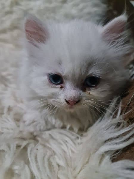 one month old kitten Persian up for sale 2