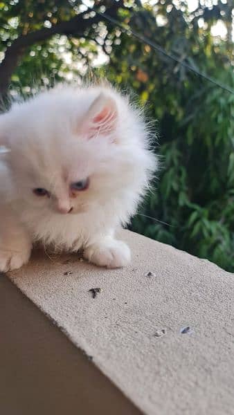 one month old kitten Persian up for sale 3