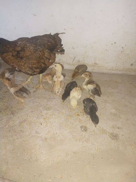 14 adeel chicks 2