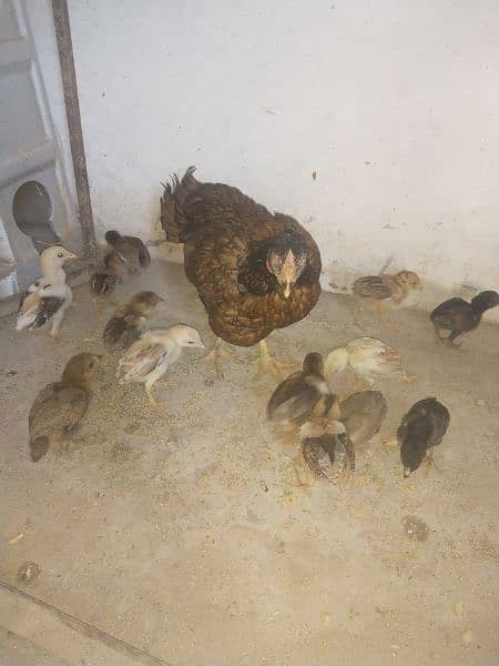 14 adeel chicks 3