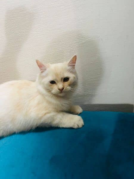 persian kitten cat 1