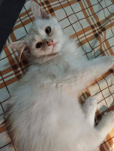 persian kitten cat 2