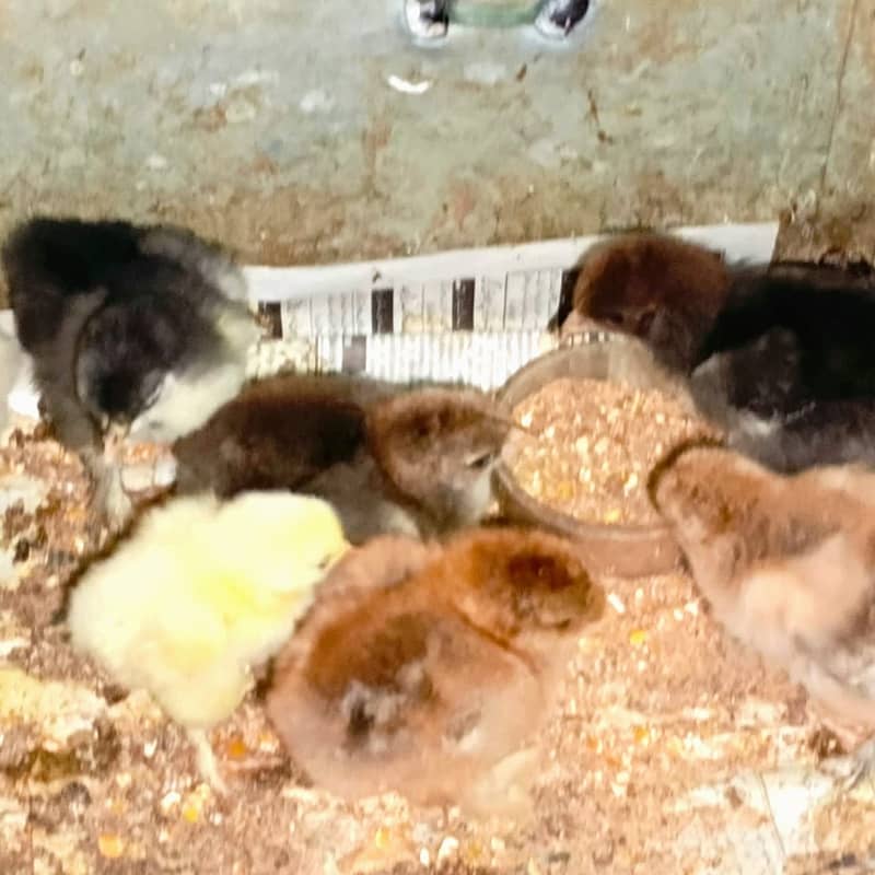 Fancy Brahma chicks 12