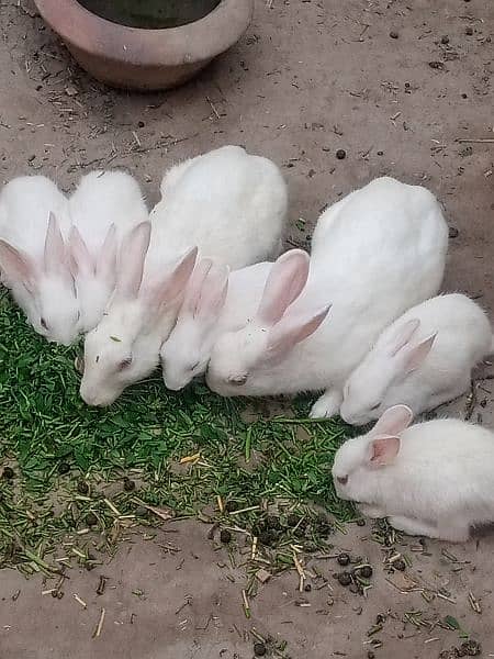 Rabbit red eyes pure breed. . 1