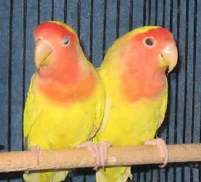 lutino bird breeding pair  (love bird) pair for sale 4