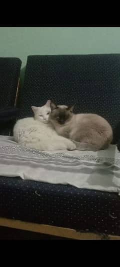 Male and female cat for sale