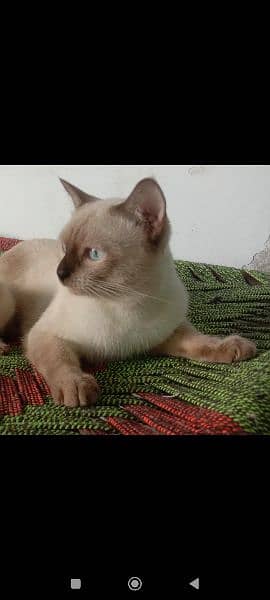 Male and female cat for sale 1