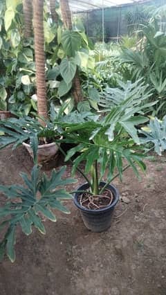 Philodendron Selloum big size healthy and potted 0