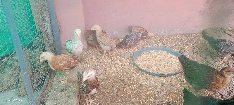 Desi Murgi chicks with Aseel Cross 9