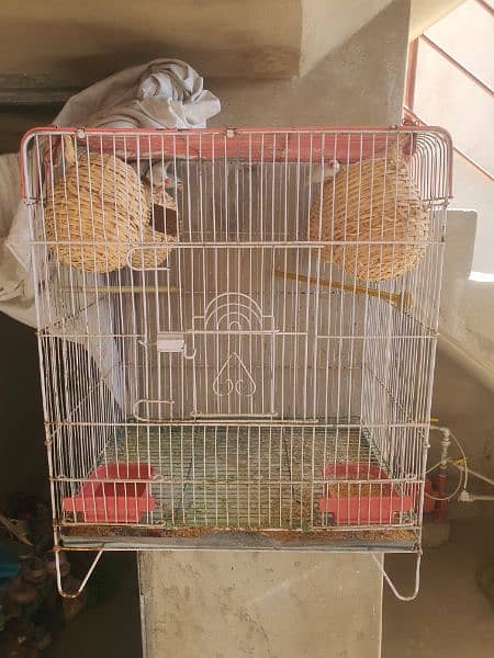 Finches 3 Pair,1 single,Total 7 Finces. 0