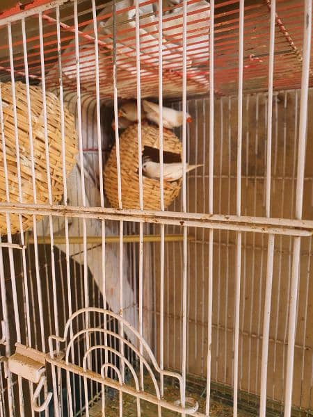 Finches 3 Pair,1 single,Total 7 Finces. 1