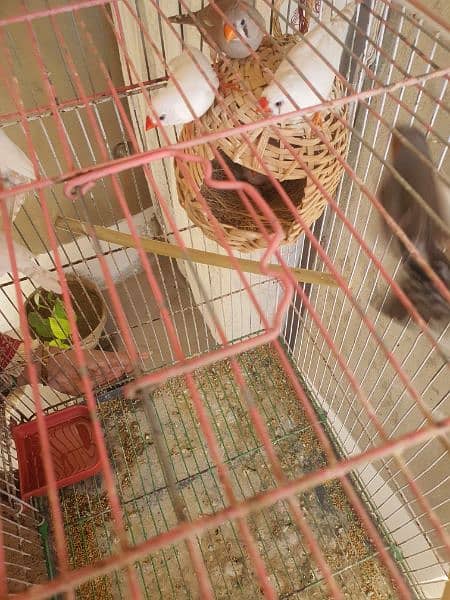 Finches 3 Pair,1 single,Total 7 Finces. 3