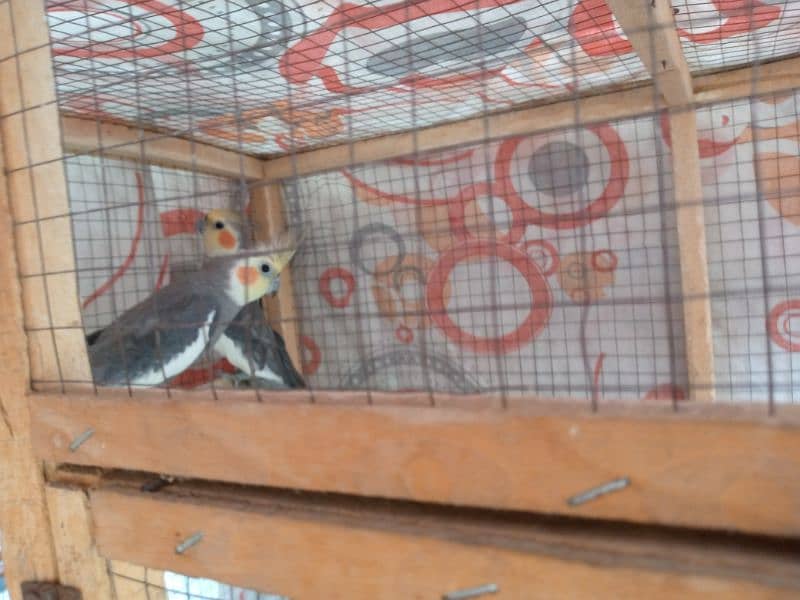 Cocktail pair breeder Good birds Contact on (03200420613) 0