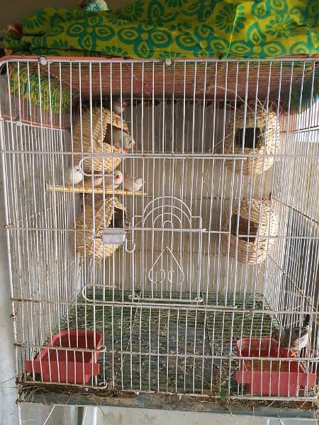 Finches 3 Pair,1 single,Total 7 Finces. 9