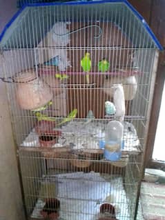 Urgent sell bird and cage complete setup just 7000