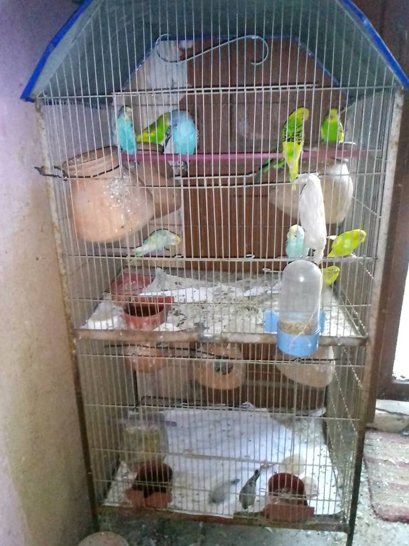 Urgent sell bird and cage complete setup just 7000 1