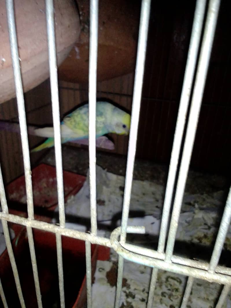 Urgent sell bird and cage complete setup just 7000 2