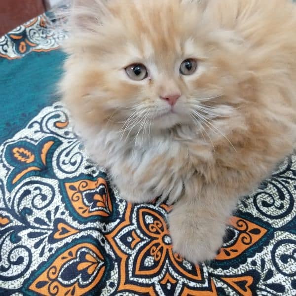 2 months old cute kitten, potty trained, active 0