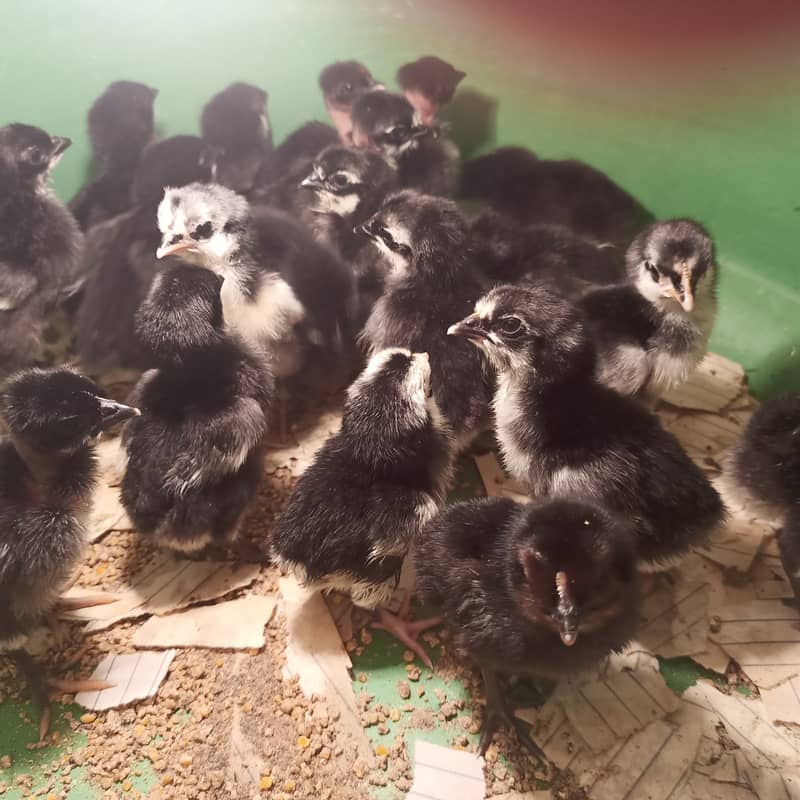 Australop Chicks 7