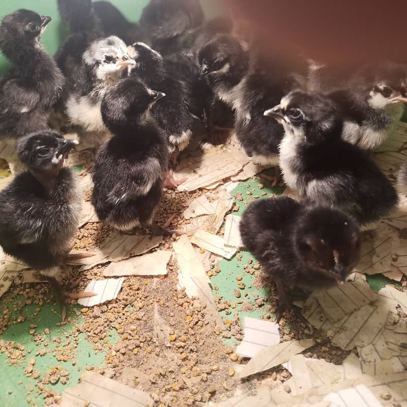 Australop Chicks 8
