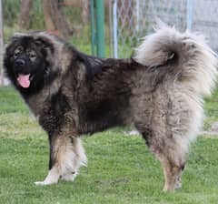 Imported Caucasian Shepherd male puppy