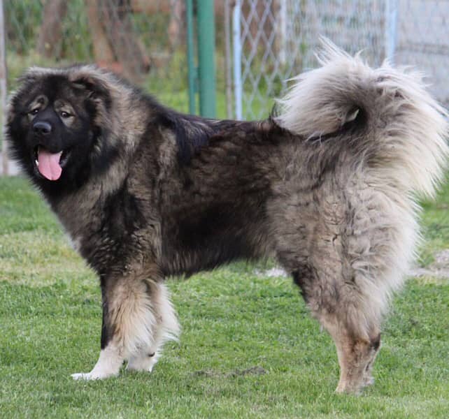 Imported Caucasian Shepherd male puppy 0