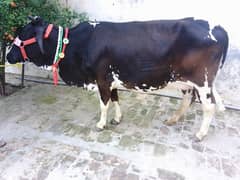 Holistian Frizan + jearsy mu sa 4 dant. 2 cows available ha.