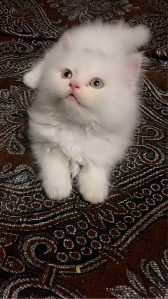 Persian kitten triple coated 1