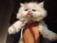 Persian kitten triple coated 0