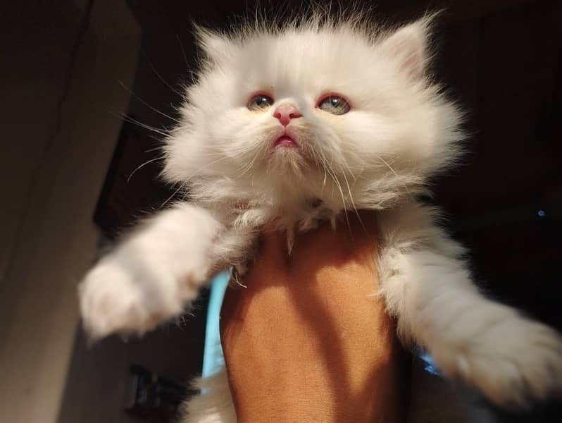 Persian kitten triple coated 0