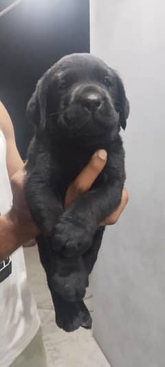 labrador male puppie available