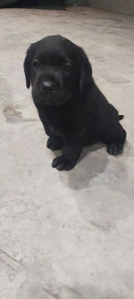 labrador male puppie available 1