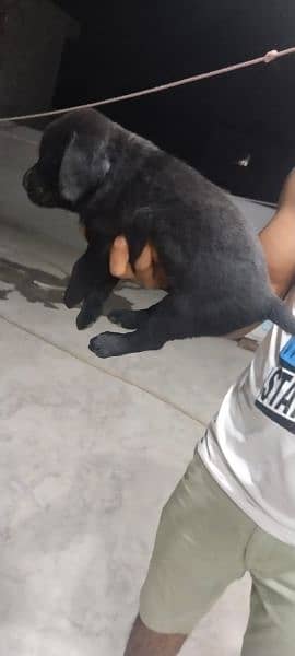 labrador male puppie available 2