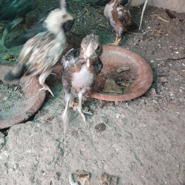 only aseel chicks available 1