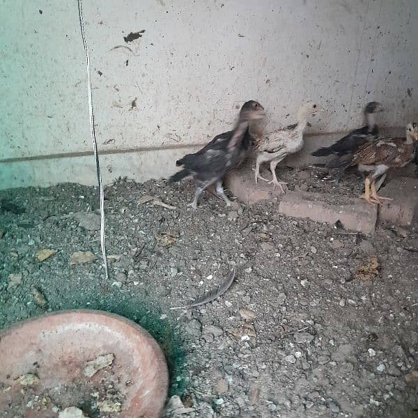 only aseel chicks available 2