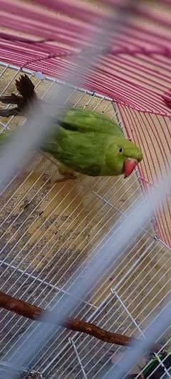 Green Parrot with Beautiful Pinjra