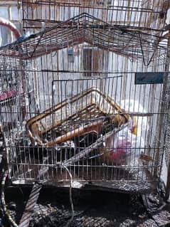 hen cage used 10/7 condition